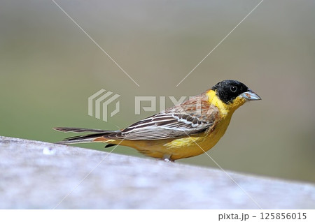Black-headed bunting (Emberiza melanocephala), Greece Black-headed bunting (Emberiza melanocephala), Greece 125856015