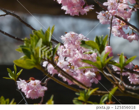 百萬遍知恩寺 ふじ桜(富士桜) 百萬遍知恩寺 ふじ桜(富士桜) 125856018