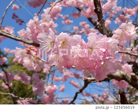 百萬遍知恩寺　ふじ桜（富士桜） 125856019