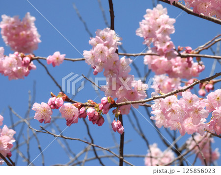 百萬遍知恩寺 ふじ桜(富士桜) 百萬遍知恩寺 ふじ桜(富士桜) 125856023