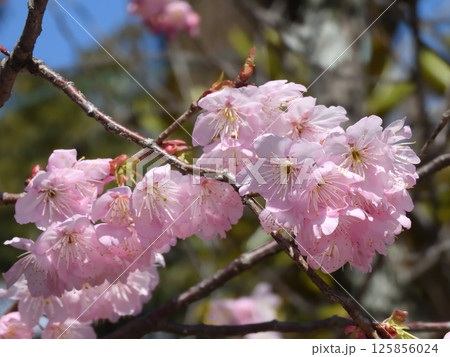 百萬遍知恩寺 ふじ桜(富士桜) 百萬遍知恩寺 ふじ桜(富士桜) 125856024