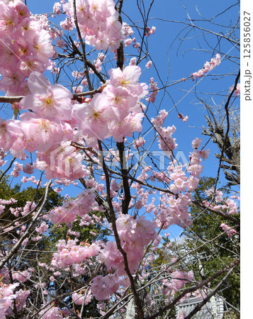 百萬遍知恩寺　ふじ桜（富士桜） 125856027