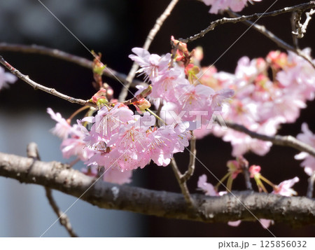 百萬遍知恩寺　ふじ桜（富士桜） 125856032