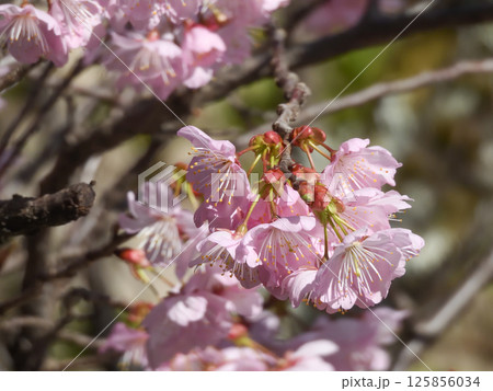 百萬遍知恩寺 ふじ桜(富士桜) 百萬遍知恩寺 ふじ桜(富士桜) 125856034