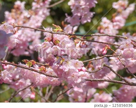 百萬遍知恩寺 ふじ桜(富士桜) 百萬遍知恩寺 ふじ桜(富士桜) 125856036