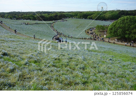 ネモフィラ 125856074