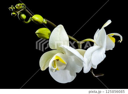 White Phalaenopsis Orchid with Buds black background White Phalaenopsis Orchid with Buds black background 125856085