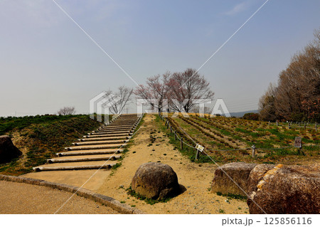 大阪万博記念公園　花の丘 125856116