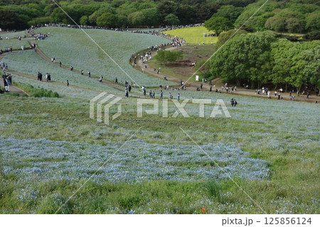 ネモフィラ 125856124