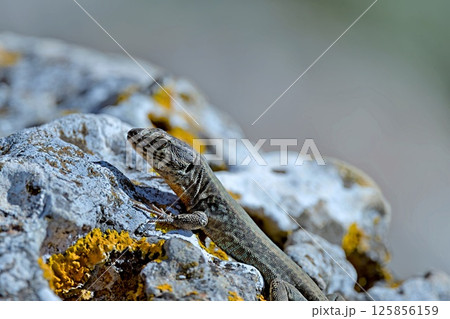 Cretan Wall Lizard - Podarcis cretensis, Crete Cretan Wall Lizard - Podarcis cretensis, Crete 125856159