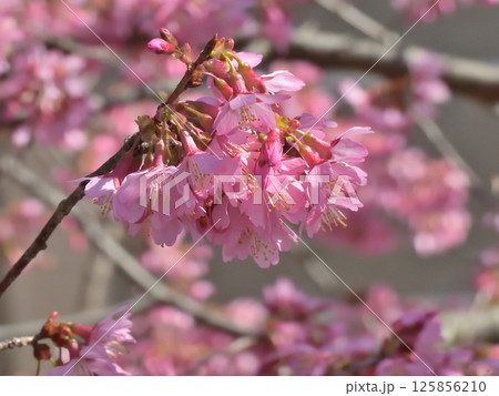 長徳寺　オカメ桜（阿亀桜） 125856210