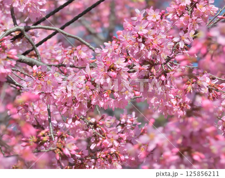 長徳寺　オカメ桜（阿亀桜） 125856211