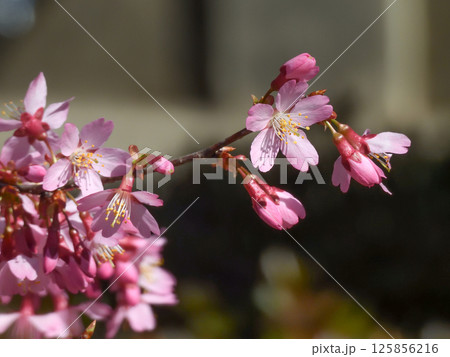 長徳寺 オカメ桜(阿亀桜) 長徳寺 オカメ桜(阿亀桜) 125856216