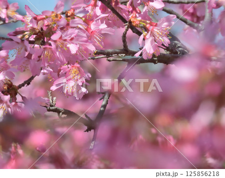 長徳寺 オカメ桜(阿亀桜) 長徳寺 オカメ桜(阿亀桜) 125856218
