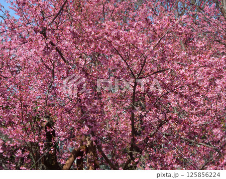 長徳寺　オカメ桜（阿亀桜） 125856224