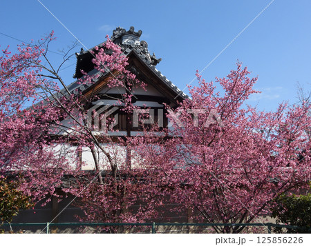 長徳寺 オカメ桜(阿亀桜) 長徳寺 オカメ桜(阿亀桜) 125856226