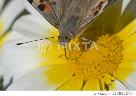 Painted Lady (Vanessa cardui), Greece 125856273
