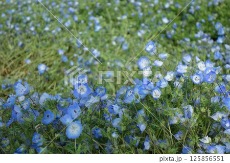 ネモフィラ 125856551