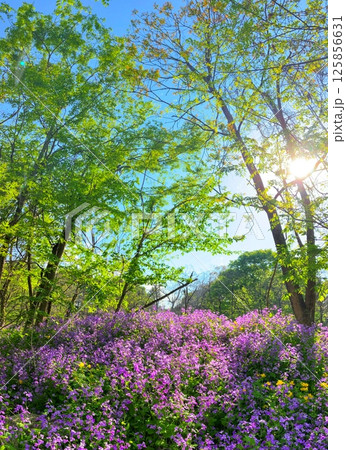 紫の小さな花が咲く春の新緑の森 紫の小さな花が咲く春の新緑の森 125856631