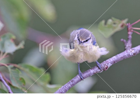 Eurasian Blue Tit (Cyanistes caeruleus), Greece 125856670