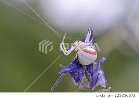 Goldenrod crab spider (Misumena vatia), Greece  125856672