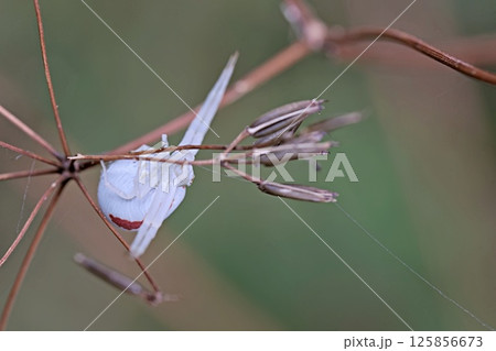Goldenrod crab spider (Misumena vatia), Greece  125856673