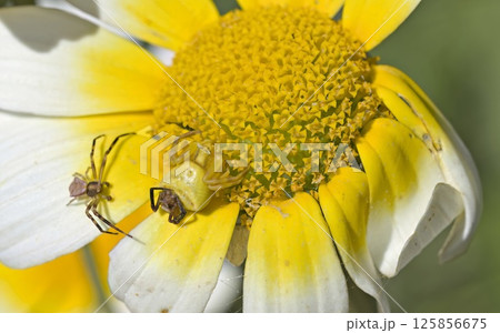 Crab spider (Thomisus onustus) mating, Greece 125856675