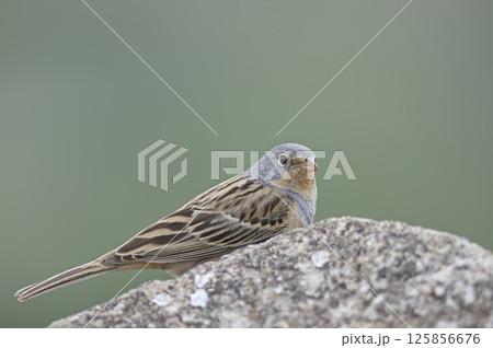 Cretzschmar's Bunting (Emberiza caesia), Greece 125856676