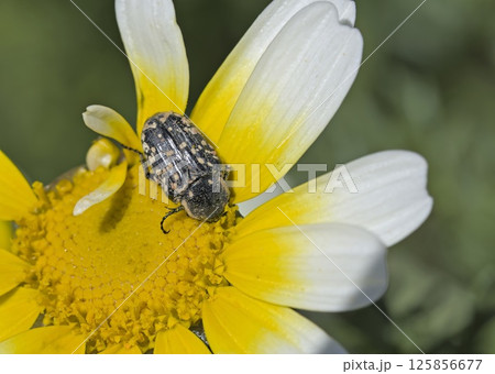 Middle Eastern Flower Scarab (Oxythyrea cinctella), Crete 125856677