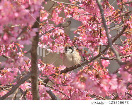 長徳寺　オカメ桜（阿亀桜）とスズメ 125856678