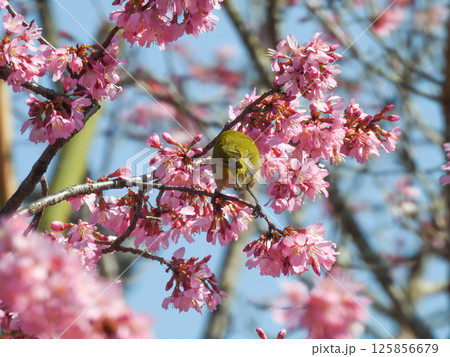 長徳寺　オカメ桜（阿亀桜）とメジロ 125856679