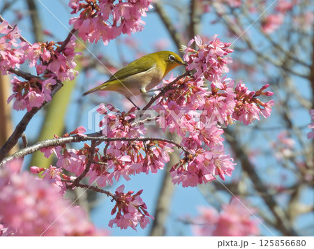 長徳寺　オカメ桜（阿亀桜）とメジロ 125856680