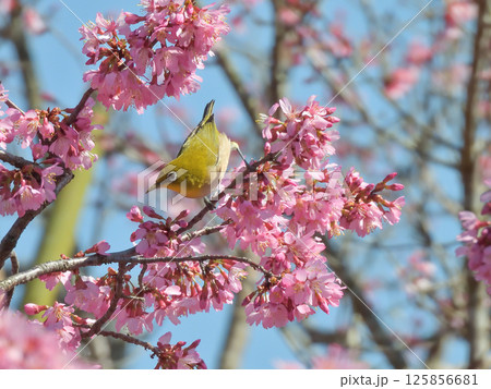 長徳寺　オカメ桜（阿亀桜）とメジロ 125856681