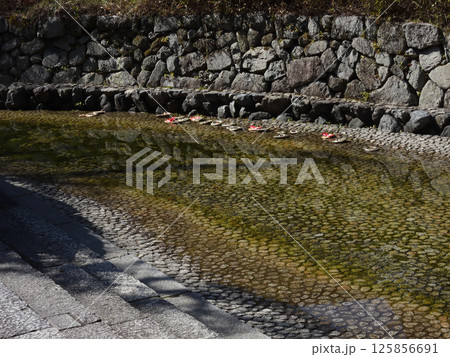 賀茂御祖神社(下鴨神社)流し雛 賀茂御祖神社(下鴨神社)流し雛 125856691