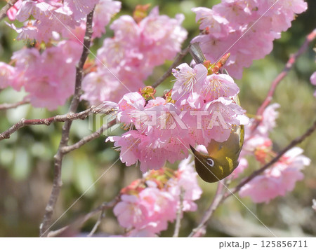 百萬遍知恩寺　ふじ桜（富士桜）とメジロ 125856711