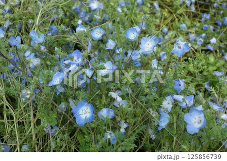 ネモフィラ 125856739