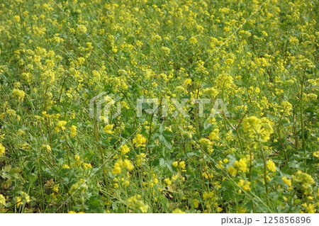 菜の花畑 菜の花畑 125856896