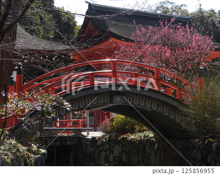賀茂御祖神社（下鴨神社）光琳の梅と輪橋 125856955