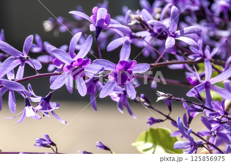 ペトレア ラケモサは花が細めで繊細かつ可憐な花である 125856975