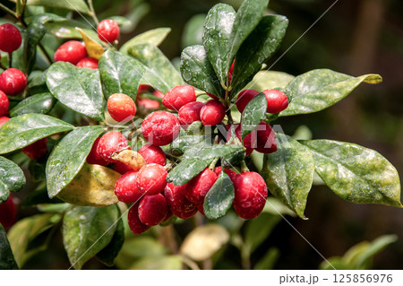 月夜に柑橘の香りを強く発するゲッキツ（月橘）の赤い果実 125856976