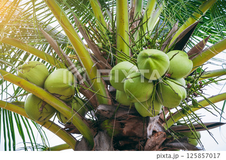 green young drinking coconuts on a palm tree in tropics in Asia green young drinking coconuts on a palm tree in tropics in Asia 125857017