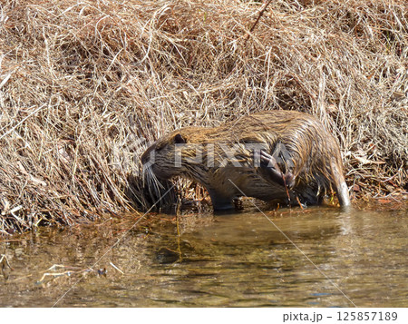 ヌートリア（海狸鼠） 125857189