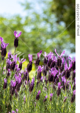 穏やかな香りに包まれるラベンダー畑 125857200