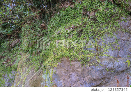 March 26 2025 Lush Green Vegetation Covering a Rocky Surface in a Forested Area, Japan March 26 2025 Lush Green Vegetation Covering a Rocky Surface in a Forested Area, Japan 125857345