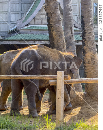 Playful large mammals elephant duo in a tropical sanctuary enjoy a peaceful day in a sanctuary, where they live in harmony with nature and protected from captivity or poaching. 125857447