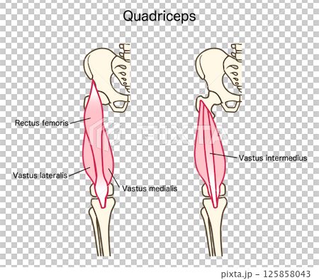 股四頭肌、大腿肌肉、膝關節伸展肌肉 125858043