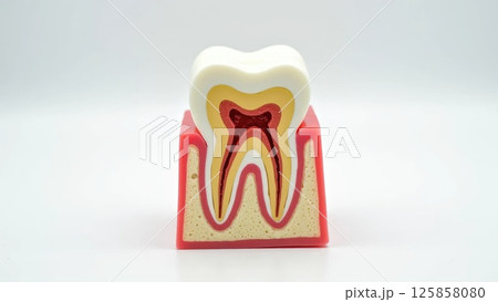 Detailed Cross-Section of Human Tooth Showing Root, Pulp, and Surrounding Bone 125858080
