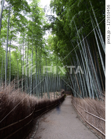 嵯峨野嵐山　野宮竹　竹林の小径 125858456