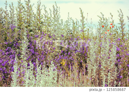 Vintage wild flowers. Blossoming wildflowers. Beautiful nature background. Summertime 125858687