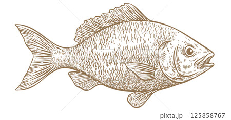 Gilt-head bream, fish, Dorado, seafood, sketch. Vintage retro print, seafood fish sketch, sea life, ink pencil style drawing engrave old school sketch, hand drawn. Sketch artwork fish. Illustration Gilt-head bream, fish, Dorado, seafood, sketch. Vintage retro print, seafood fish sketch, sea life, ink pencil style drawing engrave old school sketch, hand drawn. Sketch artwork fish. Illustration 125858767